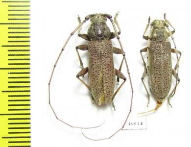 Cerambycidae sp., pair  Thailand - INSECTS-STORE.RU