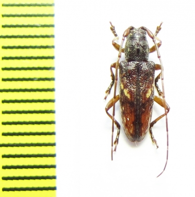 Cerambycidae sp.  Indonesia, Papua - INSECTS-STORE.RU