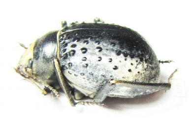 Pisterotarsa kiritschenkoi  Uzbekistan - INSECTS-STORE.RU