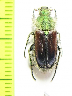 Pygopleurus cyanescens  Turkey - INSECTS-STORE.RU