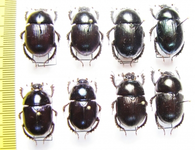 Geotrupes koltzei, olgae, ibericus, mutator - INSECTS-STORE.RU