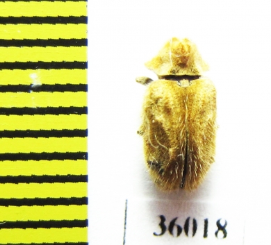 Anobiidae sp.  Thailand - INSECTS-STORE.RU