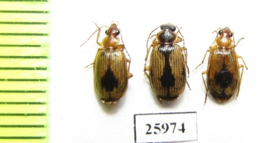 Carabidae sp.  South Africa Rep. - INSECTS-STORE.RU