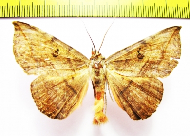 Noctuidae sp.  Madagascar - INSECTS-STORE.RU