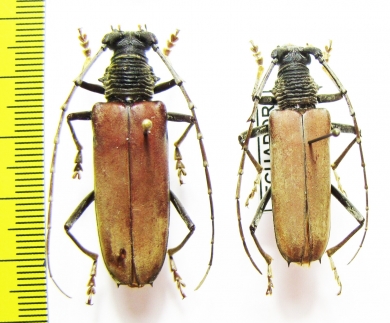 Cerambycidae sp.  Ecuador - INSECTS-STORE.RU