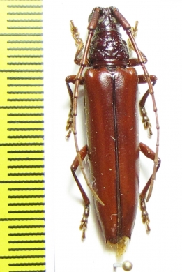 Cerambycidae sp.  Brasilia - INSECTS-STORE.RU