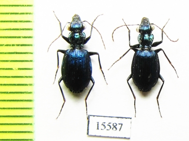 Carabidae sp.  Indonesia, Kalimantan - INSECTS-STORE.RU