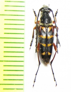 Typocerus zebra  USA - INSECTS-STORE.RU