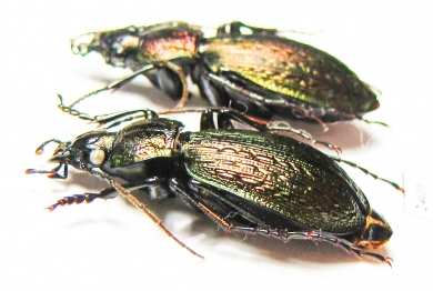 Carabus (Sphodristocarabus) armeniacus laevilineatus, pair  Abkhazia - INSECTS-STORE.RU
