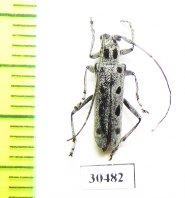 Saperda octomaculata  Russia, Far East  - INSECTS-STORE.RU