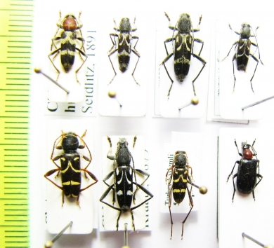 Chlorophorus hungaricus, C.figuratus, C.sartor, C.nivipictus, Clytus lama, C.rhamni timisiensis  Russia/Turkey - INSECTS-STORE.RU