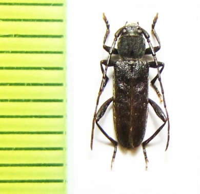 Turanium scabrum  Kazakhstan - INSECTS-STORE.RU