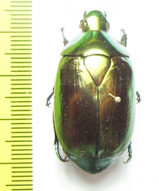 Rutelinae sp.  Peru - INSECTS-STORE.RU