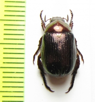 Anomala bedeli  Vietnam - INSECTS-STORE.RU