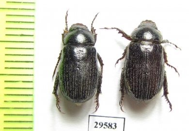 Phaeadoretus comptus  Uzbekistan - INSECTS-STORE.RU