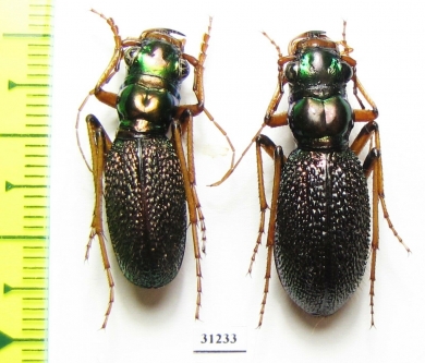Megacephala regalis ssp., pair  Zambia - INSECTS-STORE.RU