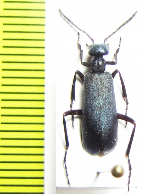 Cyaneolytta sp.  Namibia - INSECTS-STORE.RU