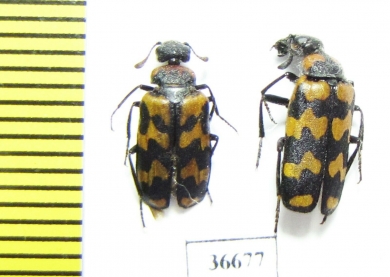 Meloidae sp.  South Africa Rep. - INSECTS-STORE.RU