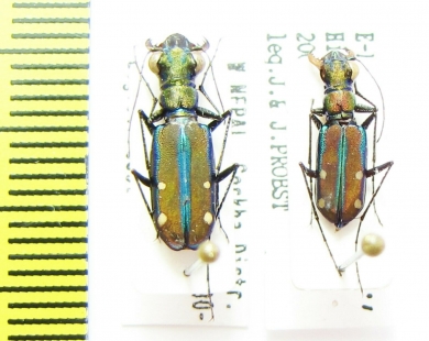 Jansenia sp.  Nepal - INSECTS-STORE.RU