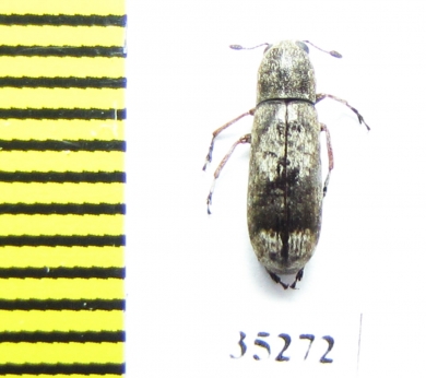 Ozotomerus japonicus  Russia, Far East - INSECTS-STORE.RU