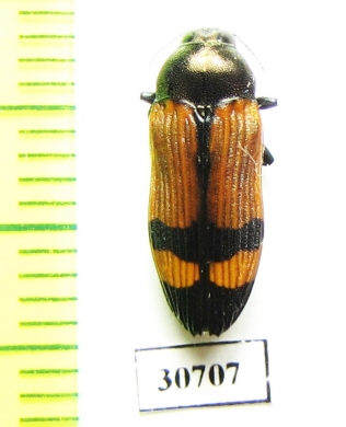 Castiarina tigris  Australia - INSECTS-STORE.RU
