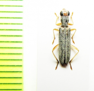 Cleridae sp. Laos - INSECTS-STORE.RU