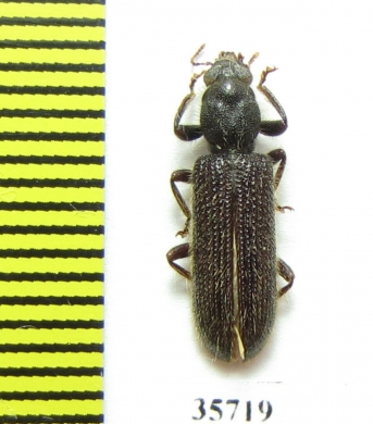 Cleridae sp.  Tanzania - INSECTS-STORE.RU