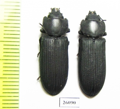 Trogossitidae sp.  South Africa Rep. - INSECTS-STORE.RU