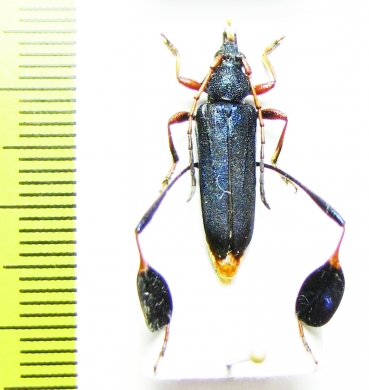 Phyllocnema xanthopelma  Tanzania - INSECTS-STORE.RU