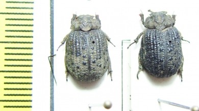 Omorgus gemmatus  Senegal - INSECTS-STORE.RU