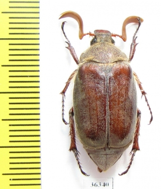 Melolontha llinaresi  Spain - INSECTS-STORE.RU