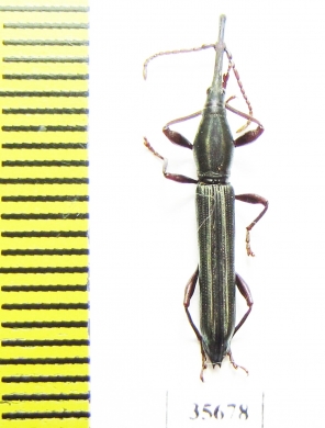 Brentidae sp.  Madagascar - INSECTS-STORE.RU