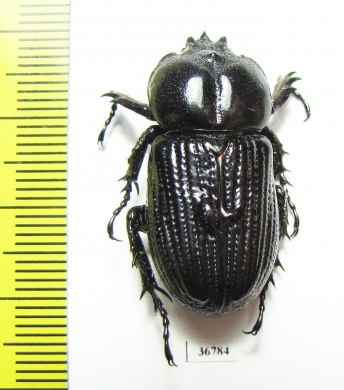 Phileurini sp.  Ecuador - INSECTS-STORE.RU