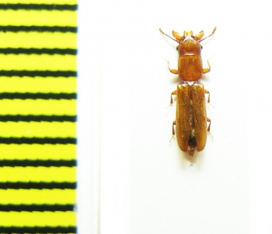 Prostomidae, Prostomis maroccana  Morocco - INSECTS-STORE.RU