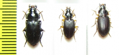 Carabidae sp.  South Africa Rep. - INSECTS-STORE.RU