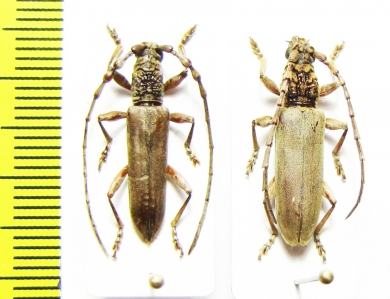 Cerambycidae sp., pair  Malaysia, Borneo - INSECTS-STORE.RU