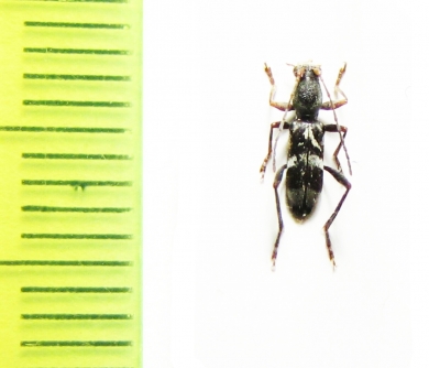 Demonax pseudotristiculus  Thailand - INSECTS-STORE.RU