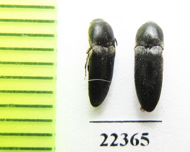 Eucnemidae sp.  Peru - INSECTS-STORE.RU