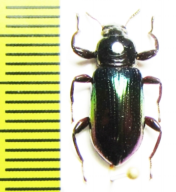 Tenebrionidae sp.  Indonesia, Papua - INSECTS-STORE.RU