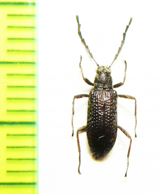 Tenebrionidae sp.  Malaysia - INSECTS-STORE.RU