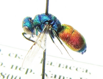 Chrysididae sp.  Kirgizstan - INSECTS-STORE.RU