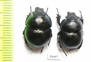 Lethrus elisae  Uzbekistan - INSECTS-STORE.RU