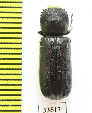 Bostrichidae sp.  Namibia - INSECTS-STORE.RU