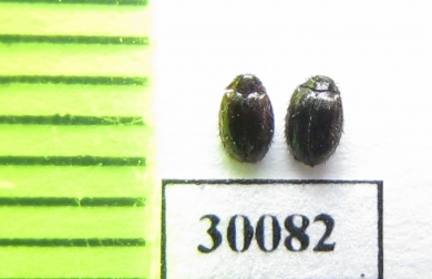 Trinodes hirtus  Poland - INSECTS-STORE.RU