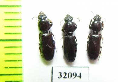 Carabidae sp.  Peru - INSECTS-STORE.RU