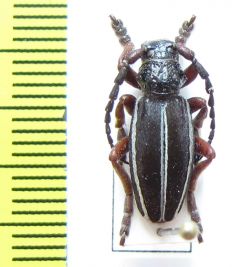 Dorcadion scabricolle  Armenia - INSECTS-STORE.RU