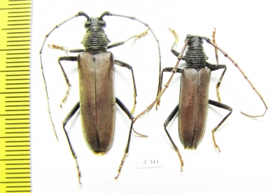 Cerambycidae sp.  Ecuador - INSECTS-STORE.RU