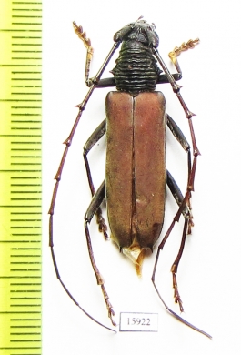 Cerambycidae sp.  Peru - INSECTS-STORE.RU