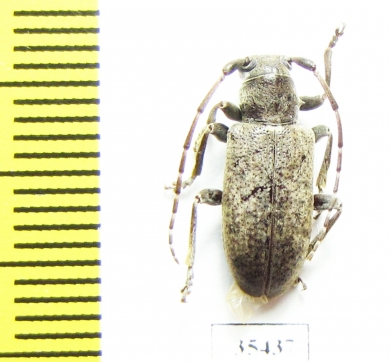 Cerambycidae sp.  Mexico - INSECTS-STORE.RU