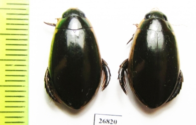 Dytiscidae sp.  South Africa Rep. - INSECTS-STORE.RU